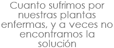 Cuanto sufrimos por nuestras plantas enfermas, y a veces no encontramos la solución